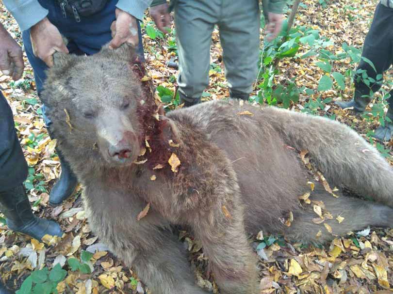 وقوع یک جنایت در جنگل های بندرگز؛ یک قلاده خرس قهوه ای کشته شد